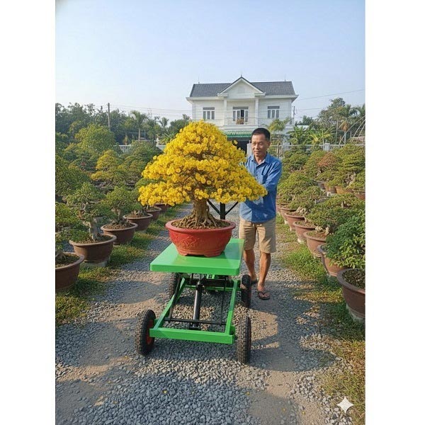 Bàn nâng cây cảnh 500kg bánh hơi